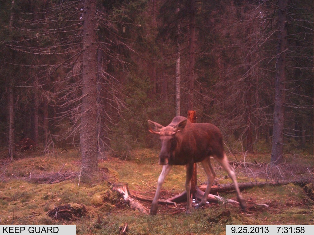 Metsästysseuran toimintaa maastossa
