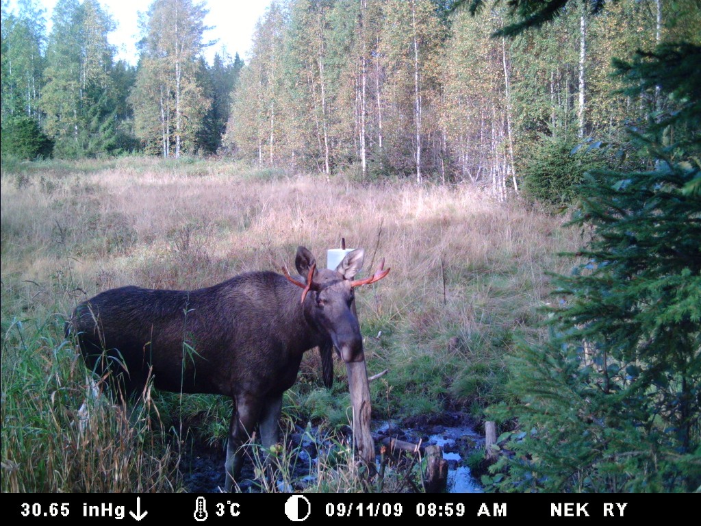 Niinimäen Eränkävijöiden kuvagalleriaa
